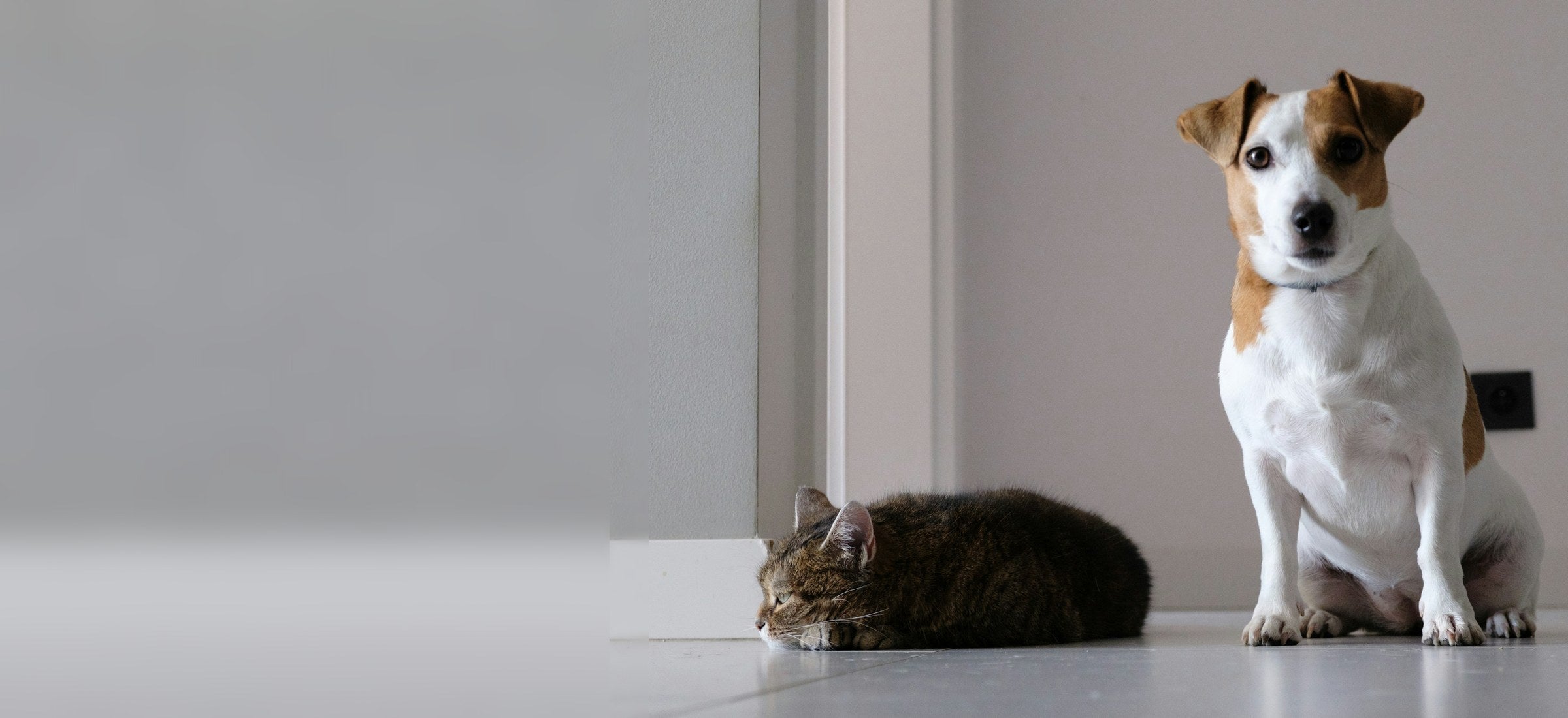 Un perro y un gato descansando en una casa limpia